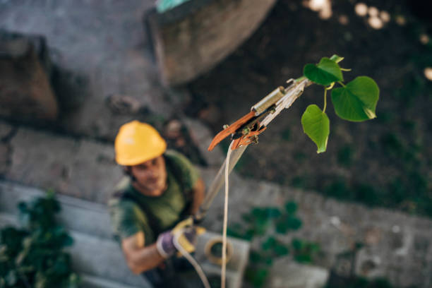 The Steps Involved in Our Tree Care Process in Irwin, SC